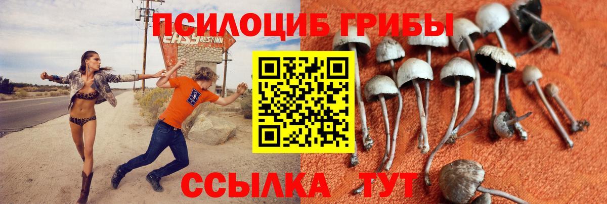 Псилоцибиновые грибы Psilocybine cubensis Вольск